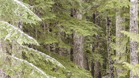 Rising through pine trees to overlook fog and snow topped trees aeril Stock Footage 98944655