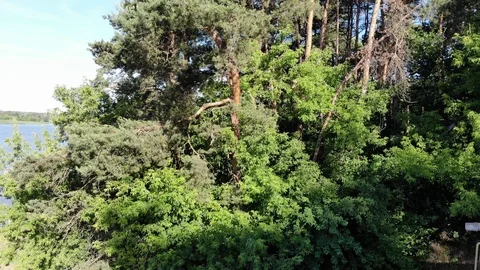 Rising Through The Trees Video stock 111162460