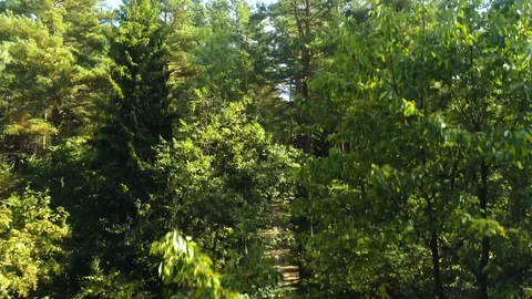 Rising through the trees Stock Footage 115317583