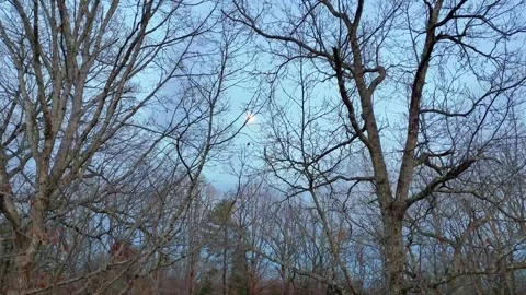 Rising through the trees Stock Footage 263068716
