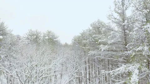 Rising Through Trees in Snow Covered Forest Stock Footage 147755522