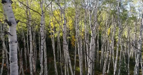 Rising Up Through Treetops Of Fall Aspen Grove Aerial 4K 動画素材 82757078