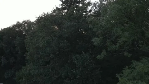 Rising Up to the Tree with Sunset Stock Footage 194421763