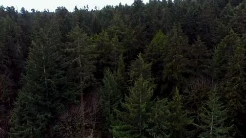 Rising Tree Top Aerial At Point Defiance Park, Washington State Vídeo Stock 155908545
