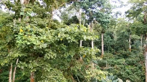 Rising from the trees to vertical in rainforest Video stock 88141110