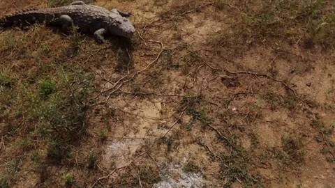 Rising view of a crocodile by a lake Stock Footage 80782710