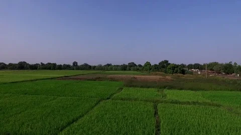 Rising view on rice fields Stock Footage 80805043