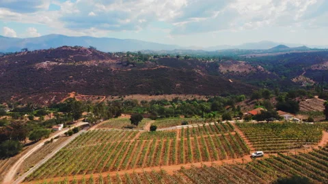 Rising view of vineyard with rows of wine grapes in the mountains Video stock 232751186