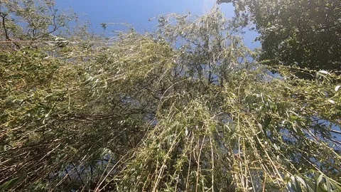 Rising Up The Weeping Willow Tree Thin Branches. Slow Motion Stock Footage 108468019