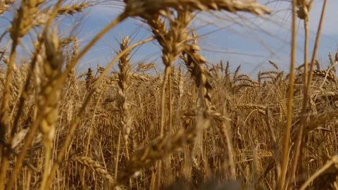 Rising up from wheat ears and looking around on goldish field Stock Footage 81883131