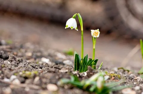 Rising white spring flower 写真素材