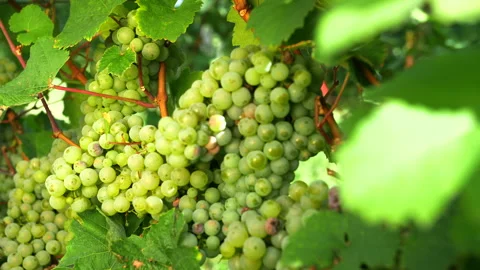 Risling vine hanging. Stock Footage 276226099