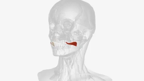 The risorius muscle is a highly variable muscle of facial expression Video stock 270148001