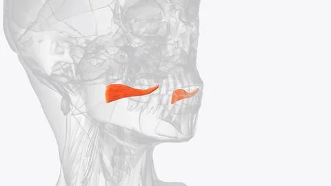 The risorius muscle is a highly variable muscle of facial expression 스톡 사진