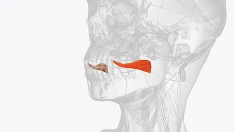 The risorius muscle is a highly variable muscle of facial expression Fotos de archivo