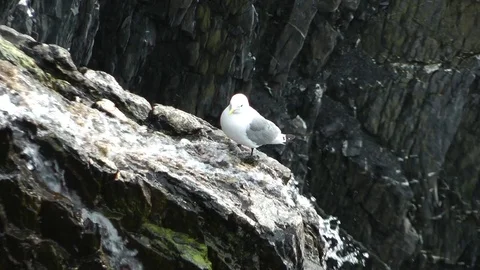 Rissa tridactyla 库存影片 75268882