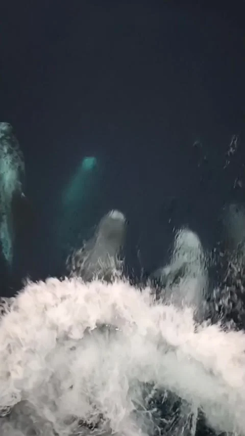 ​Risso's dolphin jumping high out of the water in boat bow wave Video stock 335828546
