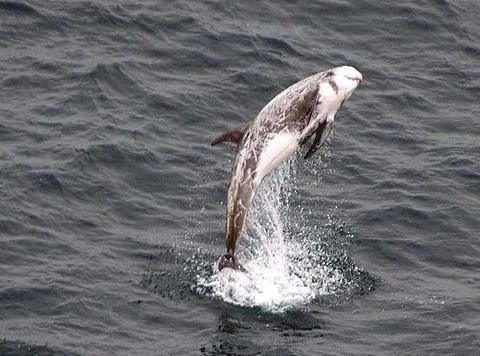 Risso's Dolphin Stock Photos