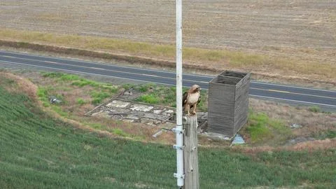 Rite Side of Red Tail Hawk Foto stock