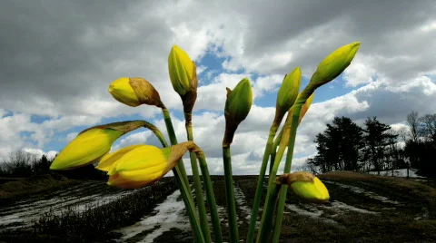 Rite of Spring Stock Footage 350854