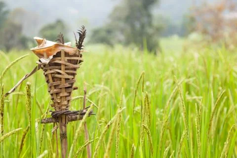 Rites rice Stock Photos