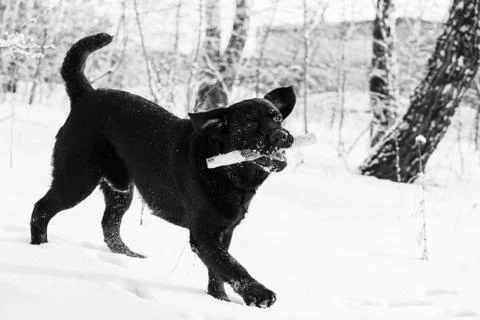 Ritriever Labrador Stock Photos