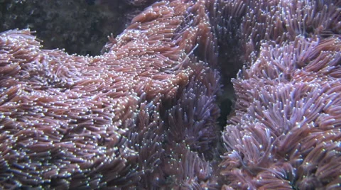 Ritteri anemone Stock Footage 56327498