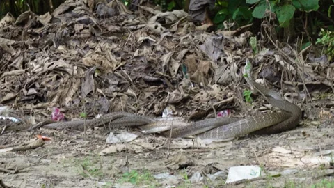 A ritual combat between two King Cobras Stock Footage 320000062