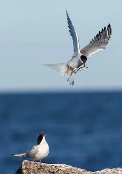 Ritual courtship of terns during the mating season. Common Terns interacting  Stock Photos