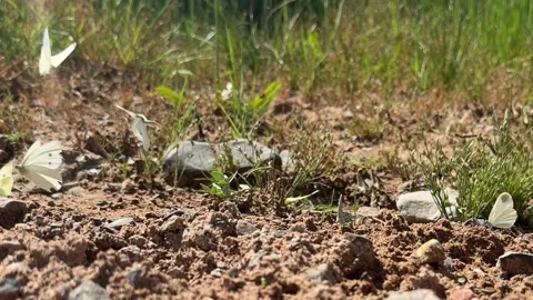 Ritual Dancing of a Group of Tiny White Pieris Butterflies on a Sany Terrain Stockbeeldmateriaal 312093806
