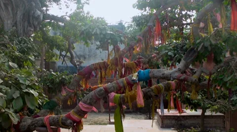 Ritual indian tree Stock Footage 68168927