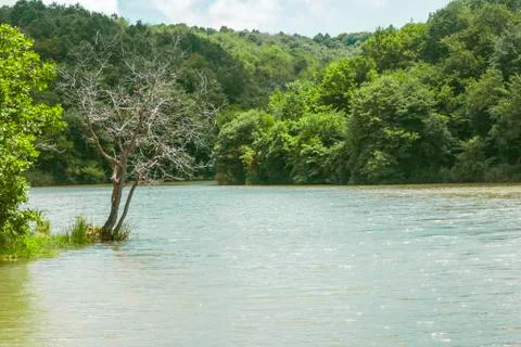 Riva river view a dead tree into the river Stock Photos