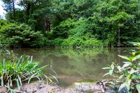 Riva river view dense forest Stock Photos