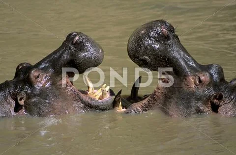 Rival hippopatamuses (Hippopatamus amphibius) mouth-gaping in a dominance Stock Photos