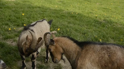 Rivalries among goats Stock Footage 93414761