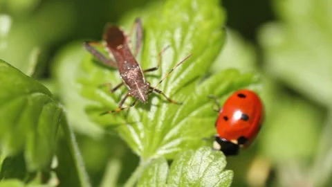 Rivalry, butle between insects for leaf. Competition bettwen insects. Stock Footage 107898480