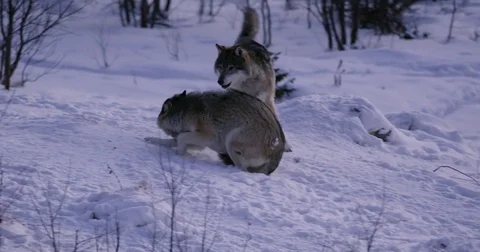 Rivalry in wolf pack a cold winter night in the forest Stock Footage 79970767