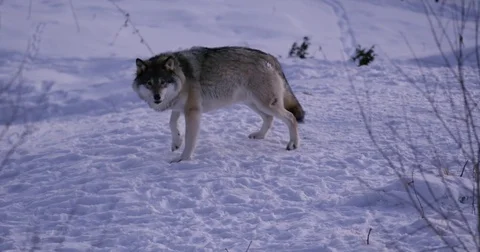Rivalry in wolf pack a cold winter night in the forest Stock Footage 79970840