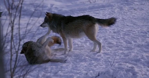 Rivalry in wolf pack a cold winter night in the forest Stock Footage 79970887