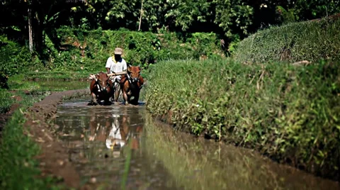 RIVE-OX-plow MVI 7113 Stock Footage 34016067