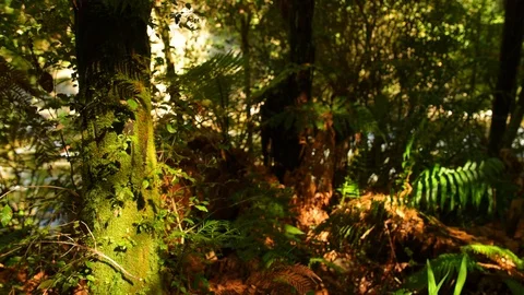 Rivendell forest Stock Footage 120097920