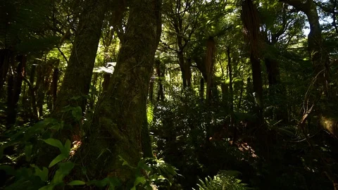 Rivendell forest Stock Footage 120098088