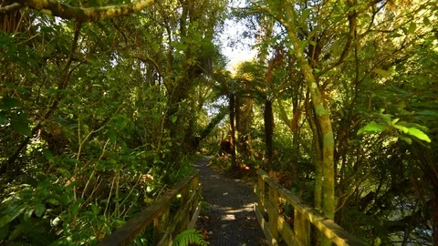 Rivendell forest path Stock Footage 120098182