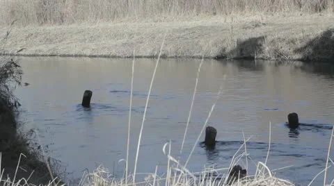 River 002 sinestyle Vídeos de archivo 21995342