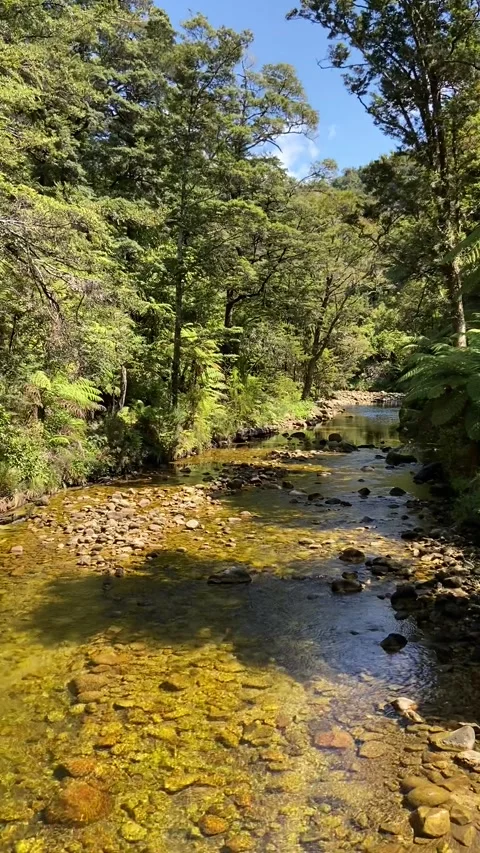 River in Abel Tasman 動画素材 343952506