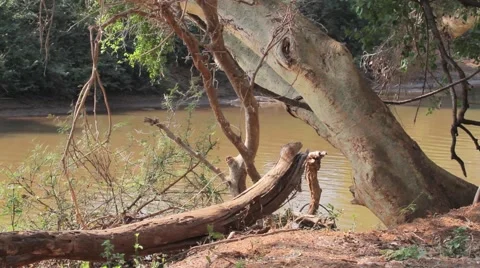 A river in Africa reflecting on trees Stock Footage 44883861