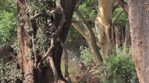 A river in Africa reflecting on trees Stock Footage 44894610
