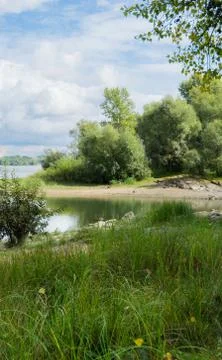 River against the backdrop of the forest Stock Photos