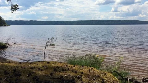 River against the backdrop of the forest in summer Stock Footage 71610519