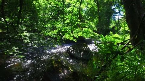 River aist in the austrian valley aisttal in may Видео 131838693